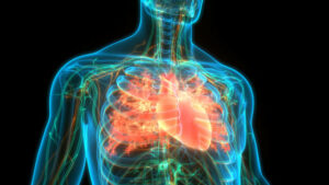 3D Illustration Concept of Human Circulatory System Heart Anatomy
